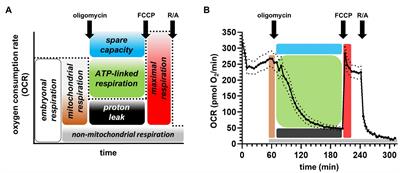 Plate-Based Respirometry to Assess Thermal Sensitivity of Zebrafish Embryo Bioenergetics in situ